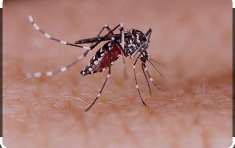 PL 2961/24 – Torna obrigatória a distribuição de repelente para a prevenção da dengue
