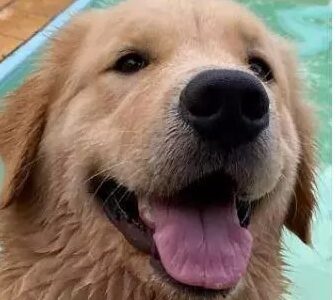 Denúncia do MP no caso Mia reforça urgência da aprovação da Lei Mia na ALERJ